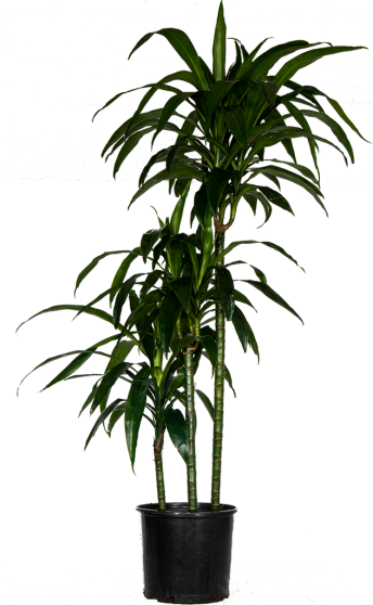 Dracaena Fragrans Lisa