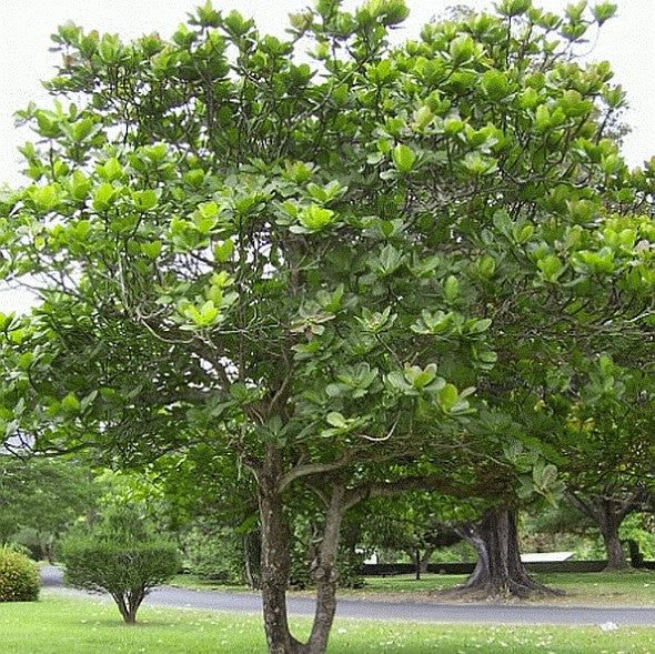 Terminalia catappa (Indian almond, sea almond)