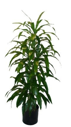 Dracaena Fragrans Lisa