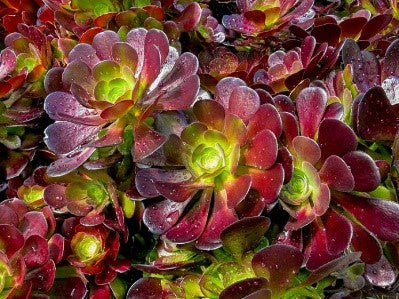Aeonium sp. (purple aeonium)