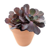 إينونيم البنفسجي