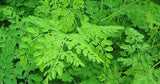 المورينغا أوليفيرا (المورينجا، شجرة الطبل) العائلة Moringaceae (اليسر- مورنجا)