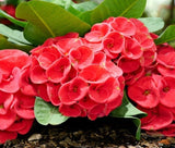 إفوربيا هجين زهرة كبيرة - إفوربيا ميلي