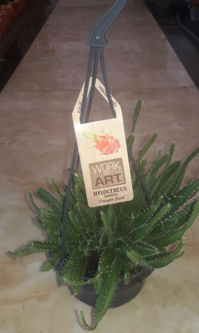 سلال معلقة نبات الصبار هيلوسيرس