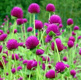 Gomphrena globosa (globe amaranth, makhmali, vadamalli) summer annuals