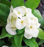 إيفوربيا (التاج الشوكي) - إيفوربيا ميلي