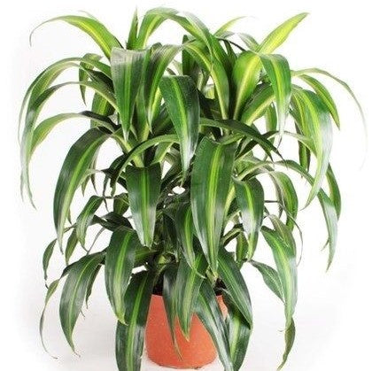 Dracaena deremensis (Hawaiian Sunshine) – Bastana Online Gardens