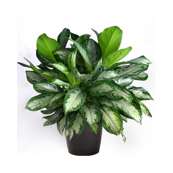 aglaonema commutatum & 39 Aglaonema commutatum (Golden Evergreen) – Bastana Online Gardens