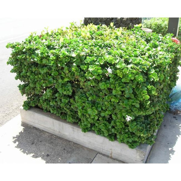 Landscaping Plant Groundcover – Bastana Online Gardens