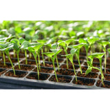 صينية إنبات عدد 50 نبتة