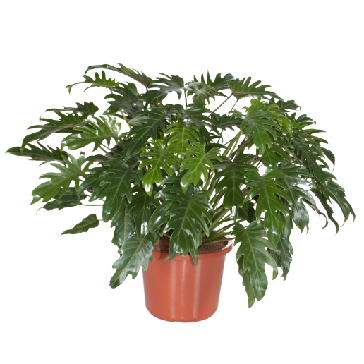 xanadu philodendron winterbourn Philodendron xanadu (Winterbourn) – Bastana Online Gardens
