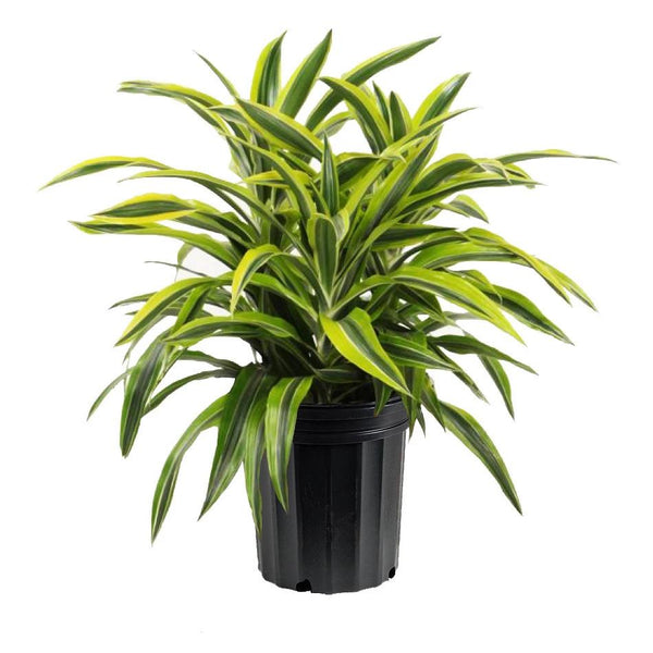 Landscaping Plant Indoor Plants – Bastana Online Gardens