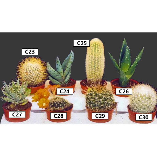Landscaping Plant Indoor Plants Mini Cactus – Bastana Online Gardens