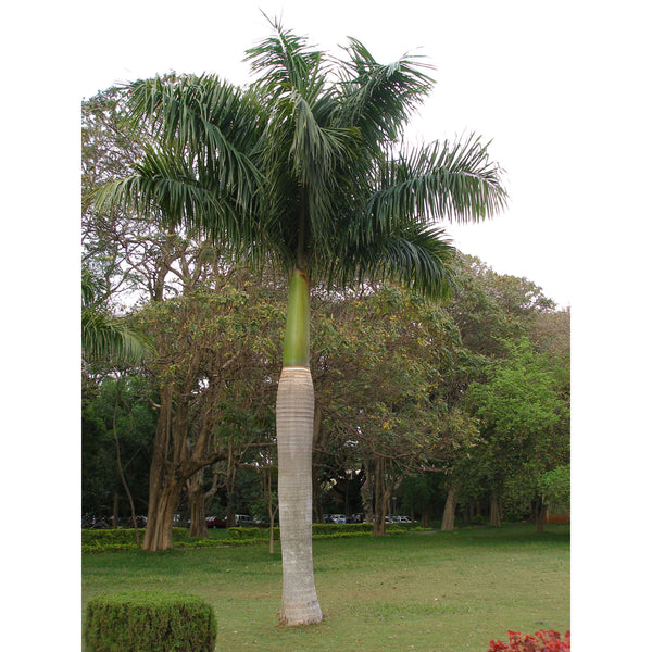 LANDSCAPING PLANTS  Bastana Online Gardens