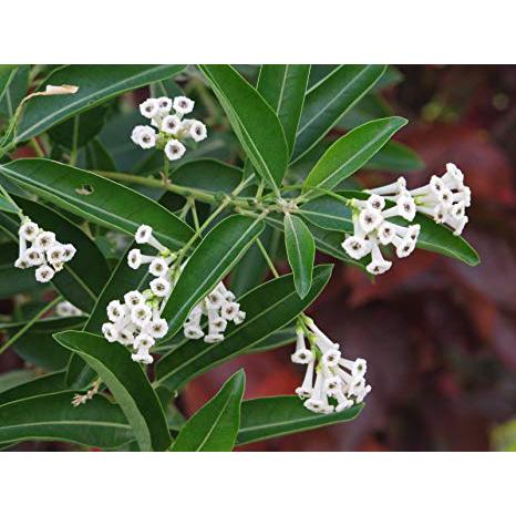Landscaping Plant Shrubs – Bastana Online Gardens