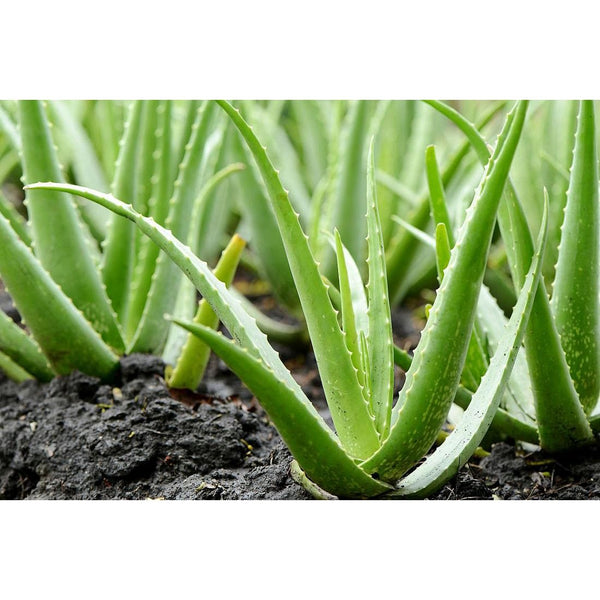 b&q aloe vera plant Landscaping Plant Succulent – Bastana Online Gardens