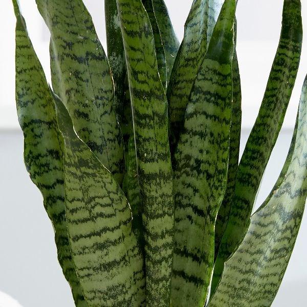 sansevieria sansiam ulimi Landscaping Plant Succulent – Bastana Online Gardens