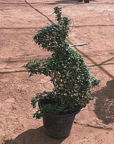 مجسم نباتي طبيعي لشكل الأرنب