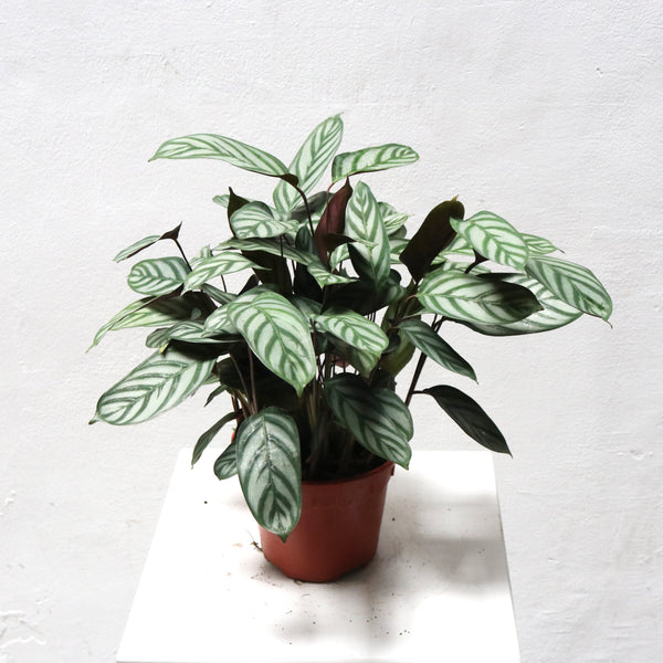 Calathea majestica (Calathea exotica) – Bastana Online Gardens