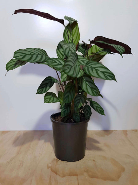 Calathea majestica (Calathea exotica)  Bastana Online Gardens