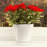 Chrysanthemum Indicum (Indian Chrysanthemum )