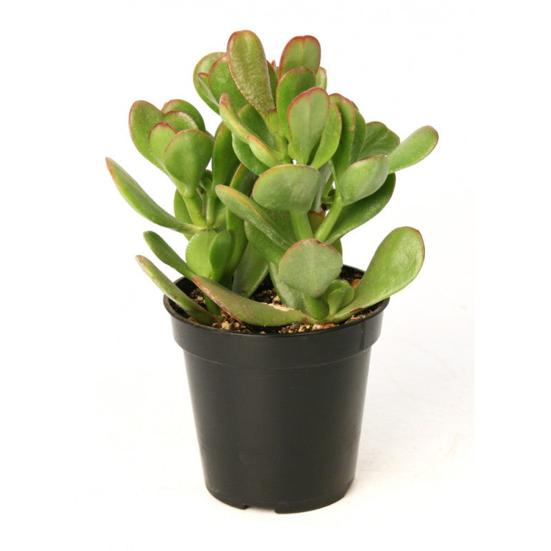 Crassula ovata (نبات الحظ، نبات المال)