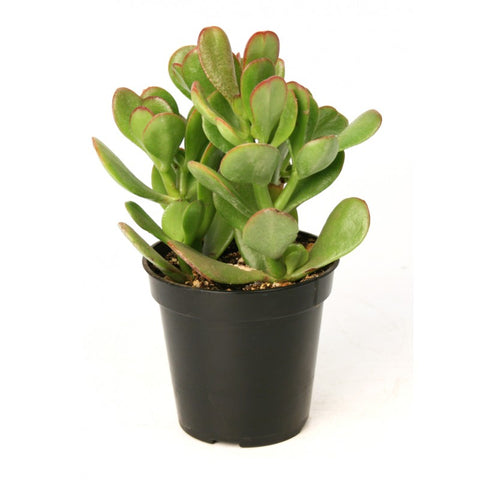 Crassula ovata (lucky plant, money plant)