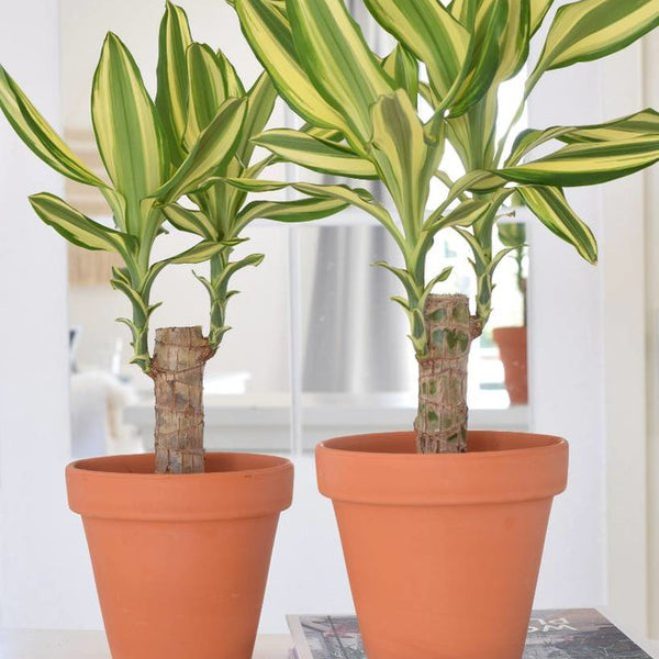 Dracaena marginata (Yellow Coast) – Bastana Online Gardens