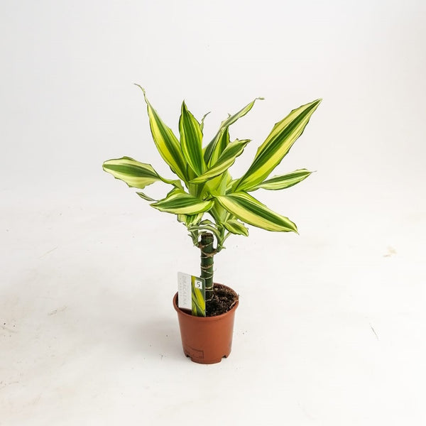 Dracaena marginata (Yellow Coast) – Bastana Online Gardens