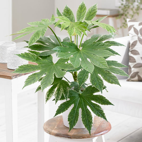 fatsia japonica indoor plant Fatsia Japonica (paperplant, Japanese aralia) – Bastana Online Gardens