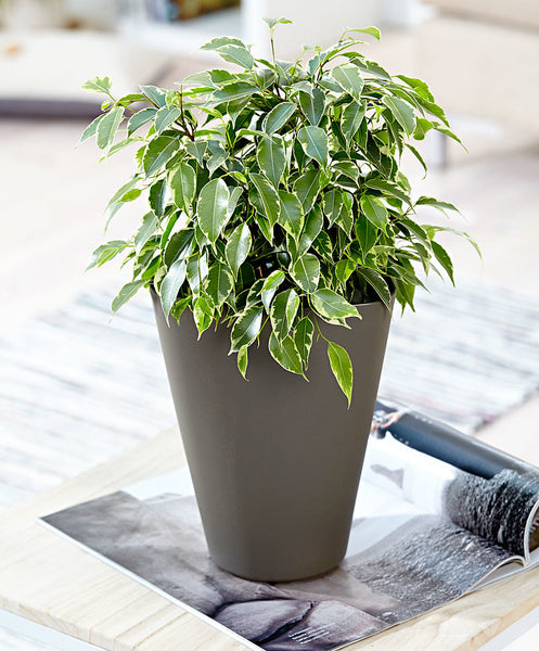 Ficus Benjamina 'Kinky' (Weeping Fig 'Kinky') – Bastana Online Gardens