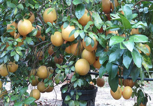 Citrus × paradisi 