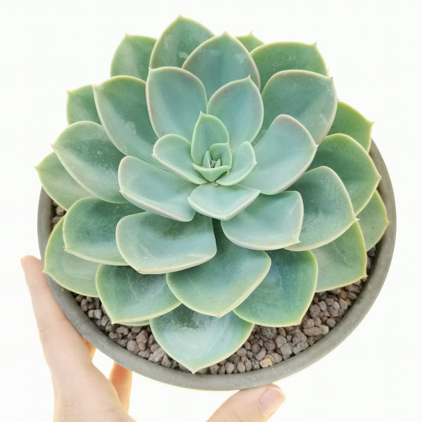 blue fairy succulent Echeveria succulents – Bastana Online Gardens