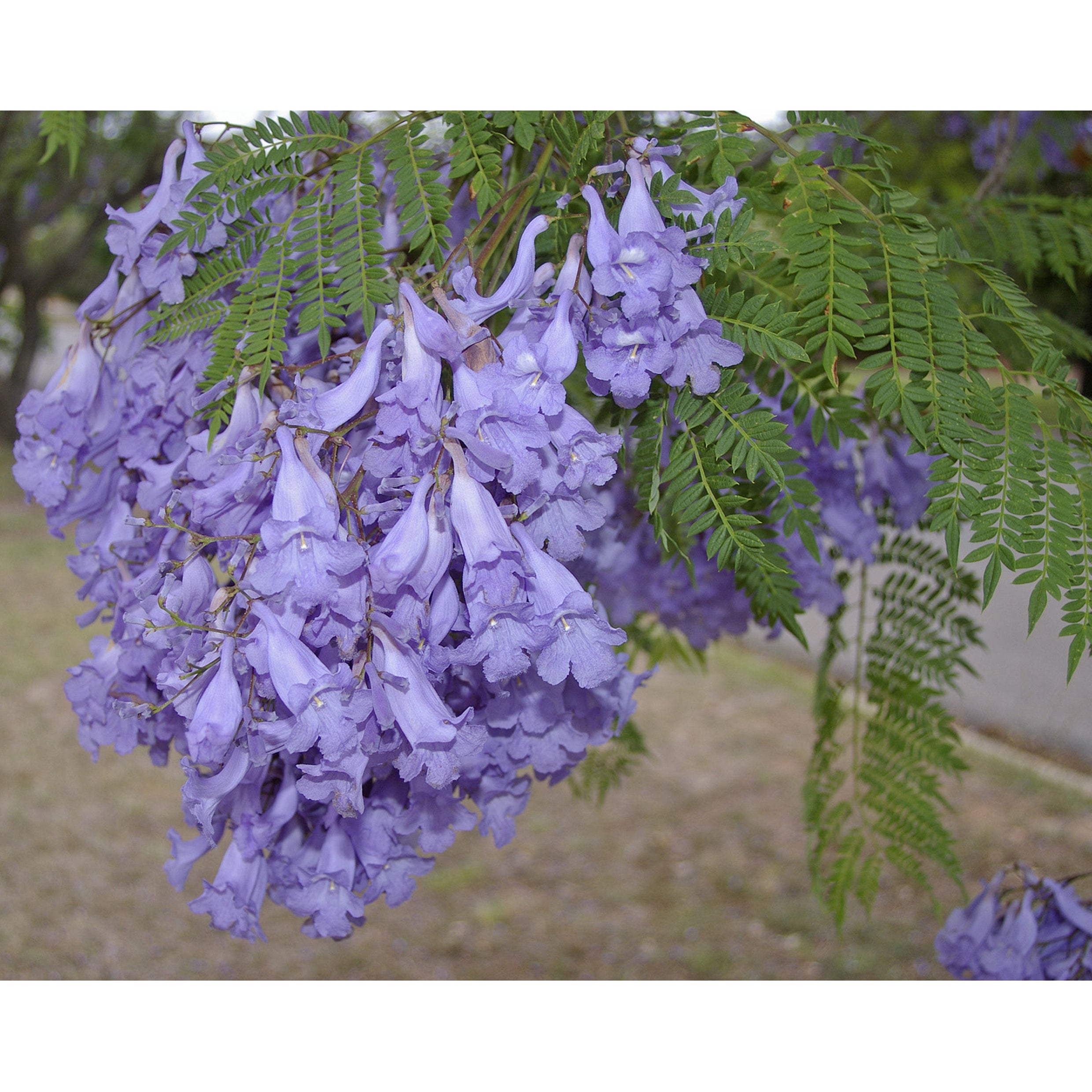 Jacaranda mimosifolia (Jacaranda)
