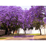 Jacaranda mimosifolia (Jacaranda)
