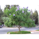 Jacaranda mimosifolia (Jacaranda)