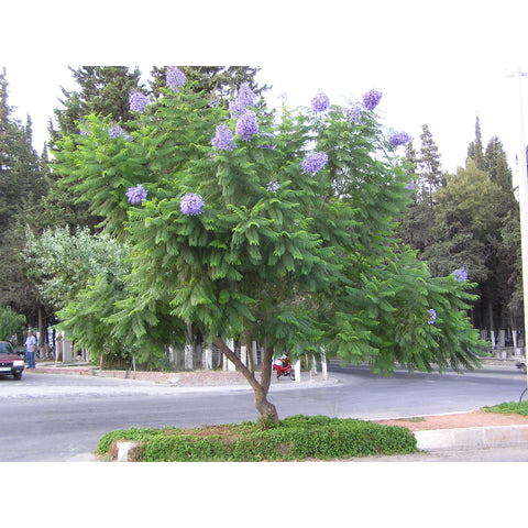 Jacaranda mimosifolia (Jacaranda)