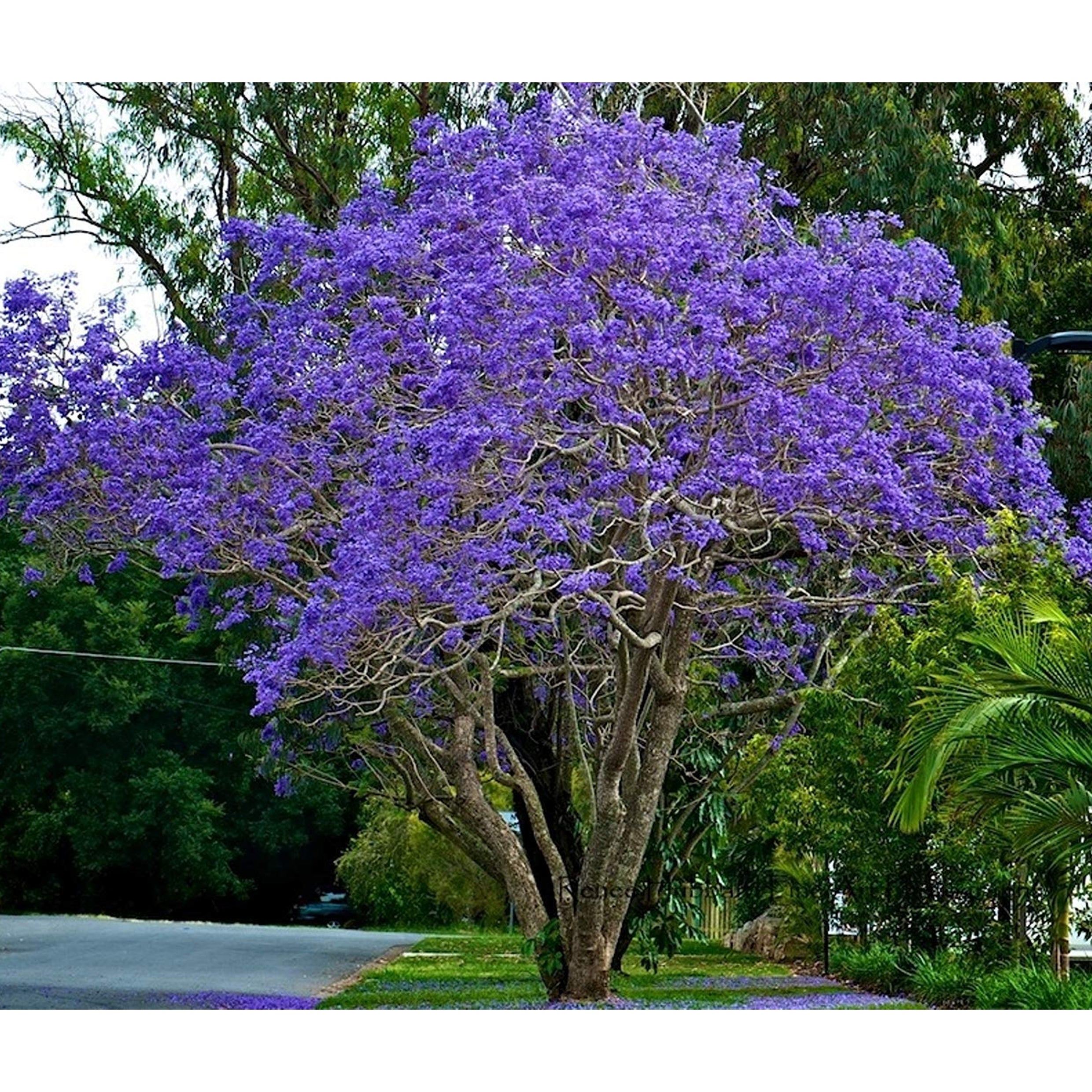Jacaranda mimosifolia (Jacaranda)