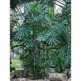 نخيل ليوكولا- نخيل المنجروف