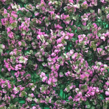 مغطيات نباتية صناعية -حدائق جدارية المناطق الإستوائية