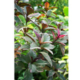 Pseuderanthemum atropurpureum (Purple False Eranthemum)