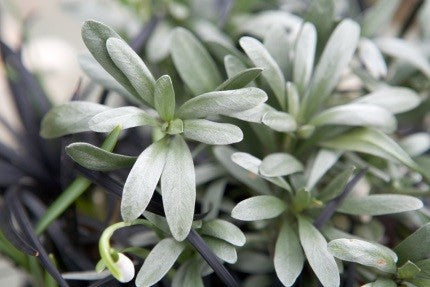 Convolvulus cneorum (The Silverbush)