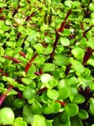 بورتولاكا - دموع الرضيع