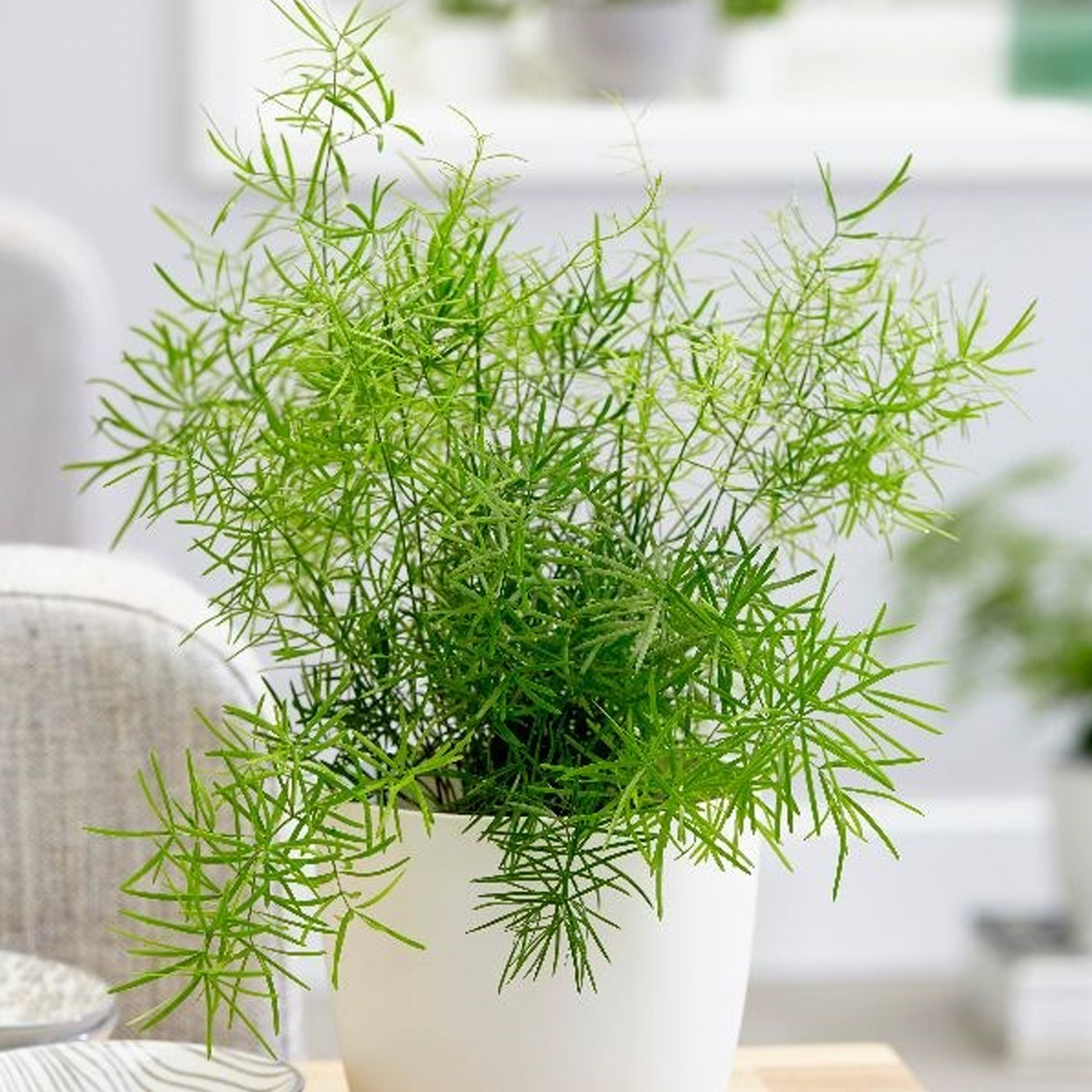 Asparagus densiflorus  (Sprengeri Fern, Asparagus fern)