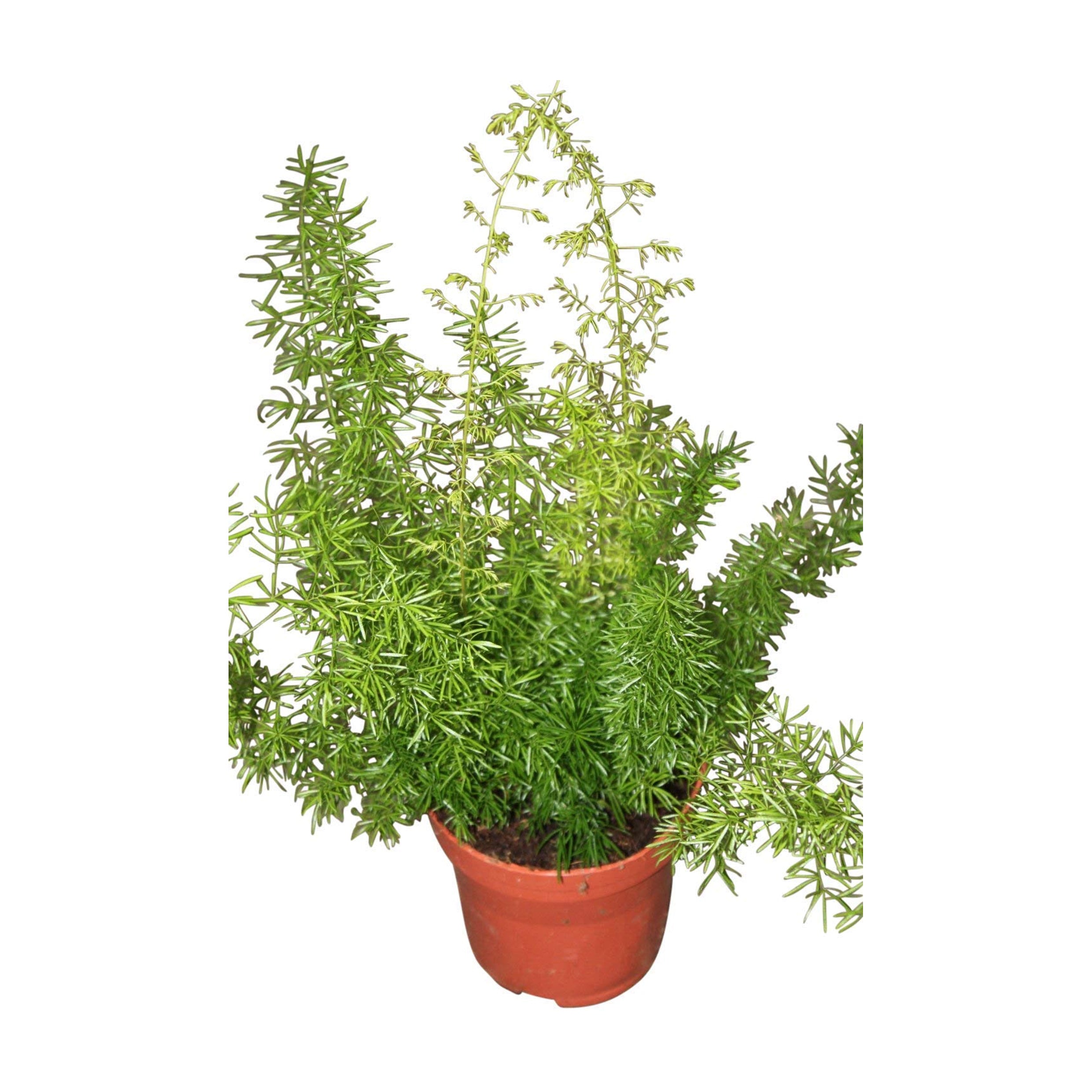 Asparagus densiflorus  (Sprengeri Fern, Asparagus fern)
