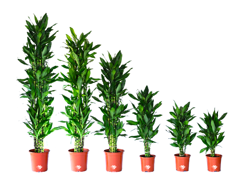 Dracaena Janet Lind – Bastana Online Gardens