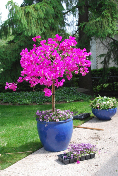 purple
