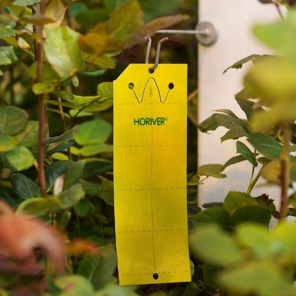 Horiver traps (trap the adult aphids, leaf-miners, whiteflies, thrips and sciarids)-germany