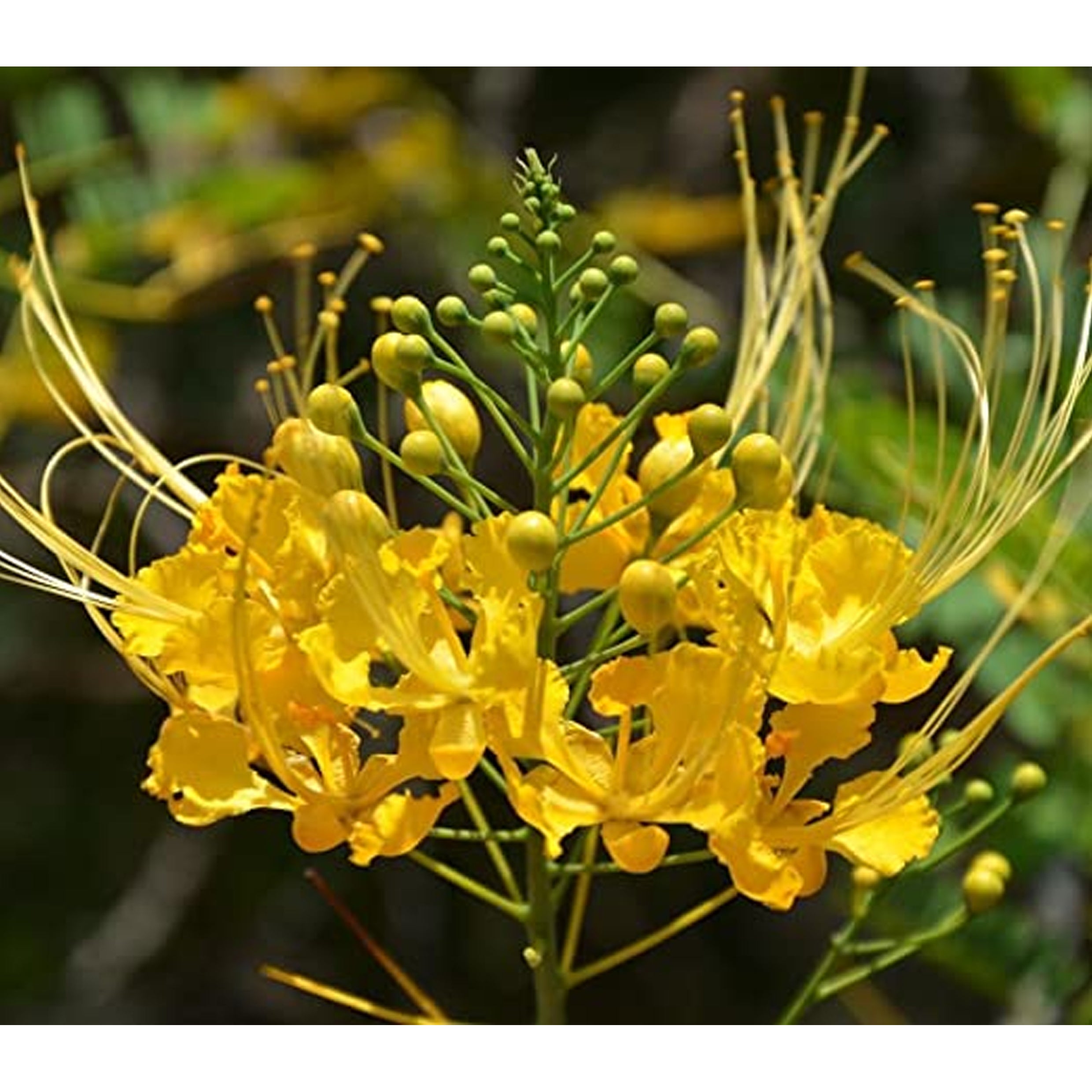 Caesalpinia pulcherrima (red bird of paradise, Mexican bird of paradise, dwarf poinciana)