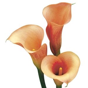 زهور الكالا (ليليم)